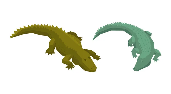 鳄鱼矢量卡通鳄鱼字符绿色鳄鱼食肉动物插图动物集的危险两栖捕食者与下颚孤立在白色背景 — 图库矢量图片