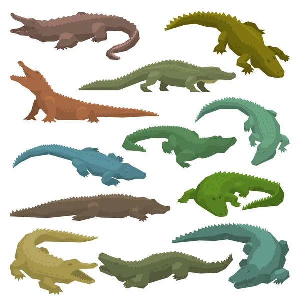 Crocodile vecteur dessin animé crocodilien caractère d'alligator vert carnivore illustration ensemble animaliste de prédateur amphibie dangereux avec mâchoires isolées sur fond blanc — Image vectorielle