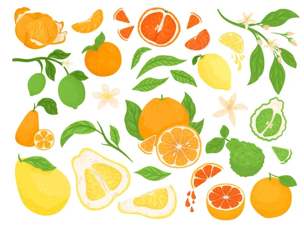 Citrinos, limão, laranja, toranjas e conjunto de ilustrações vetoriais sobre fundo branco com folhas verdes. Frutos frescos saudáveis . — Vetor de Stock