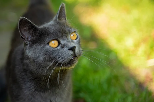 Retrato de gato cinza bonito com olhos amarelos ao ar livre — Fotografia de Stock