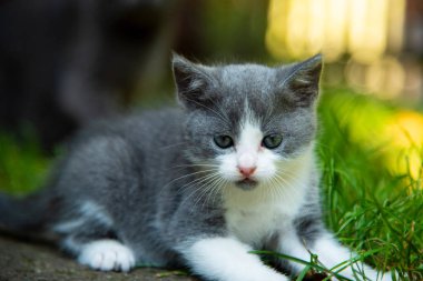 Yeşil çim açık oynayan küçük kedi yavrusu