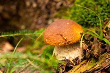 Boletus edulis ormanda yenilebilir mantar.