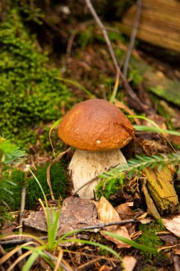 Boletus edulis ormanda yenilebilir mantar.