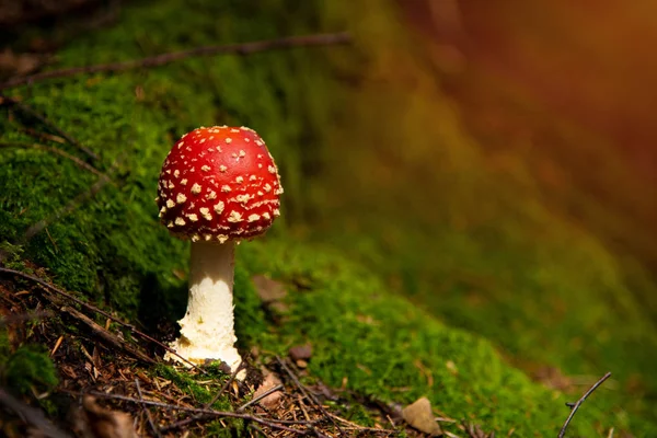 Amanita Muscaria, ядовитые грибы в зеленом мхе — стоковое фото