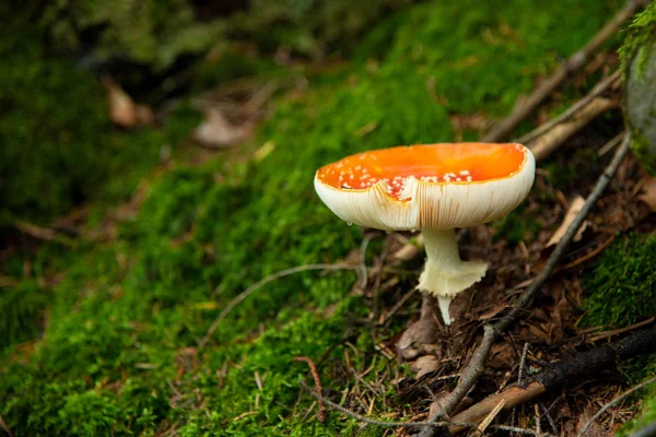 Amanita Muscaria, fungo velenoso nella foresta — Foto Stock