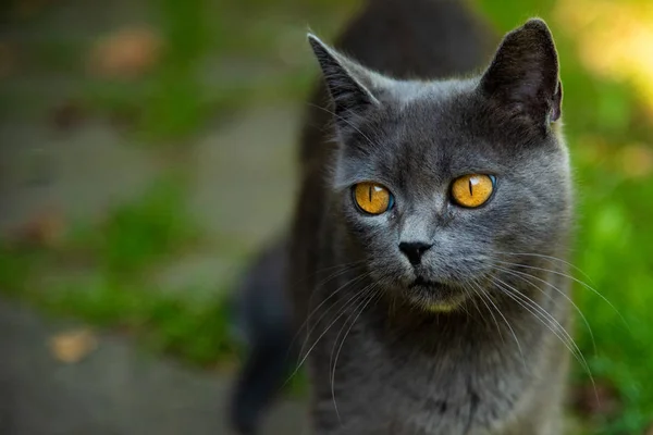 Ritratto ravvicinato di gatto grigio con giallo — Foto Stock