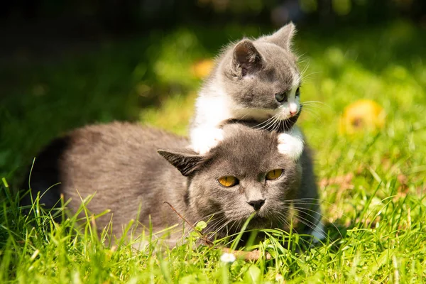 Gato com o bebê gatinho na grama — Fotografia de Stock