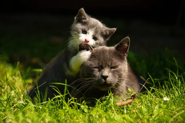 Cat with the baby kitten on grass — Stock Photo, Image