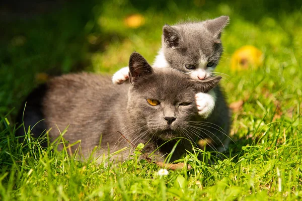 Gato abraços gatinho e pressiona seu rosto — Fotografia de Stock