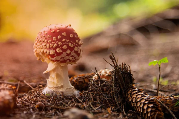 Amanita Muscaria, fungo velenoso nel — Foto Stock