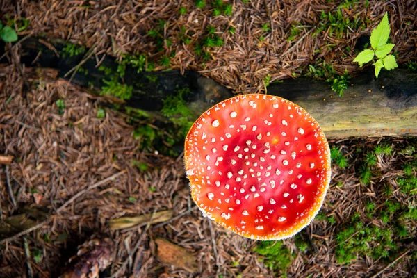 Amanita Muscaria, poisonous mushroom