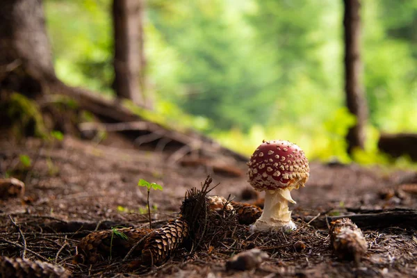 Аманита Мускария, ядовитый гриб в лесу — стоковое фото