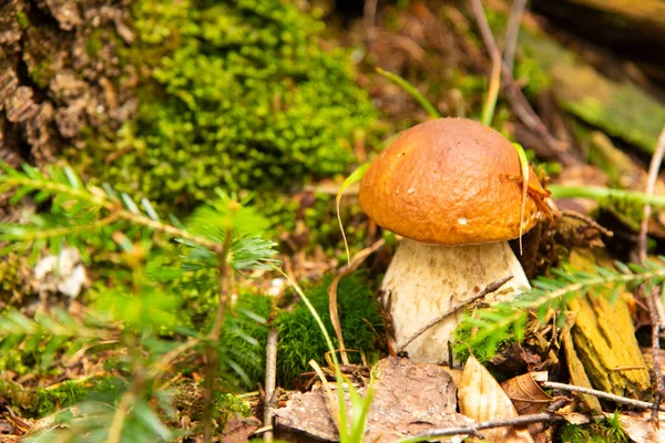 森の中で食用キノコボレトス — ストック写真