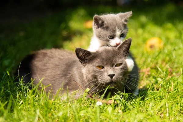 Katt med kattungen på gräs — Stockfoto