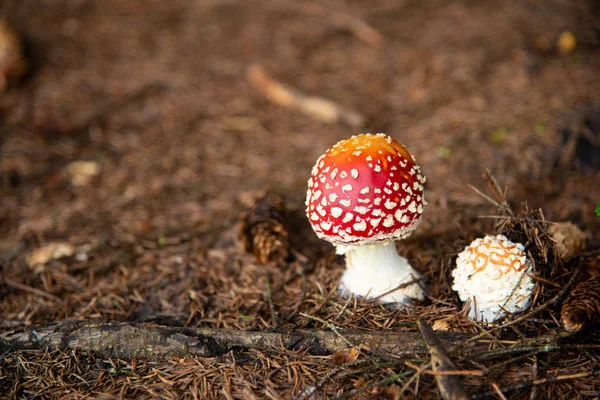 Amanita Muscaria, fungo velenoso nella foresta — Foto Stock