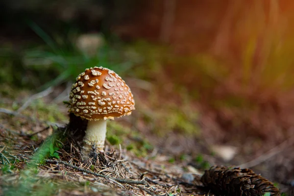 Amanita Muscaria, ядовитые грибы в лесу — стоковое фото