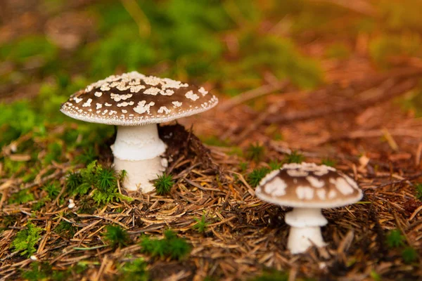 Amanita pantherina Poisonous mushroom in forest. Autumn — Stock Photo, Image