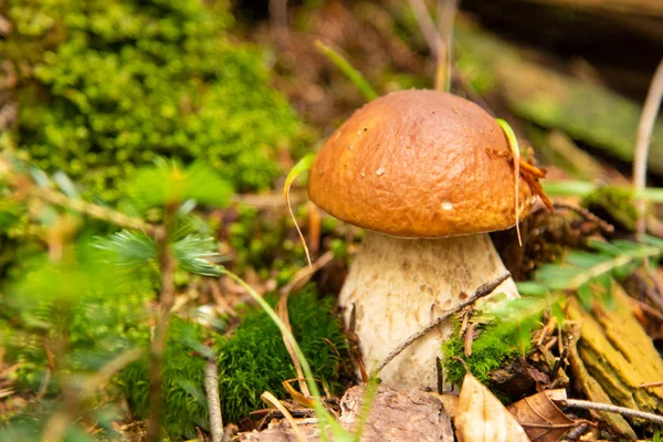 Boletus edulis - edible mushroom. in the forest — Stock Photo, Image