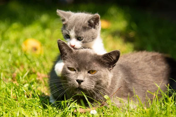猫与婴孩小猫在草 — 图库照片