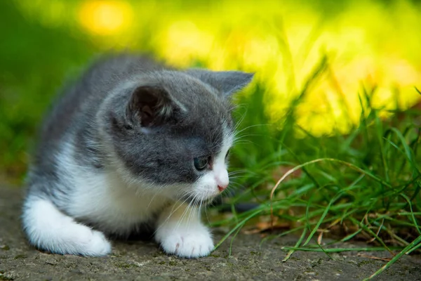 Retrato de um lindo gatinho ao ar livre . — Fotografia de Stock