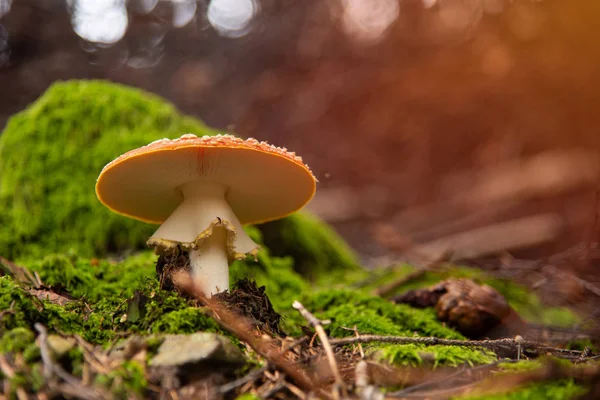 Amanita Muscaria, fungo velenoso nella foresta — Foto Stock