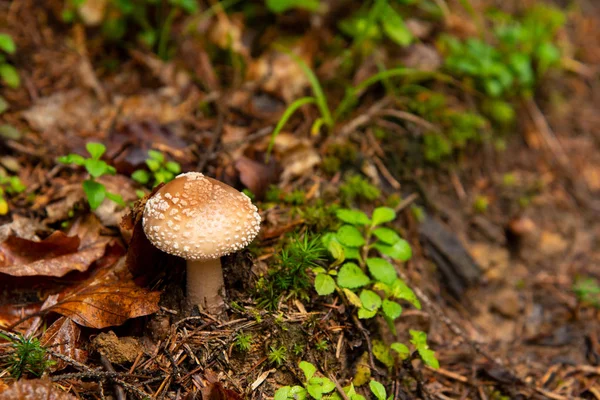 Amanita pantherina Poisonous mushroom in forest. Autumn