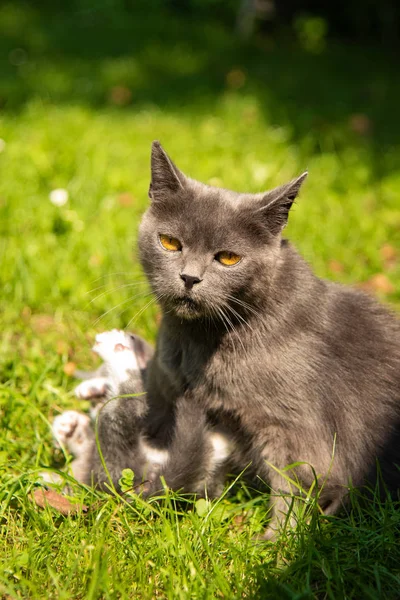 Gato com o bebê gatinho na grama — Fotografia de Stock