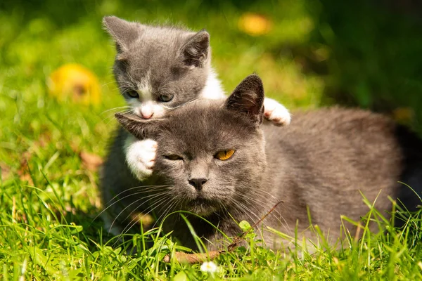 Katt med kattungen på gräs — Stockfoto