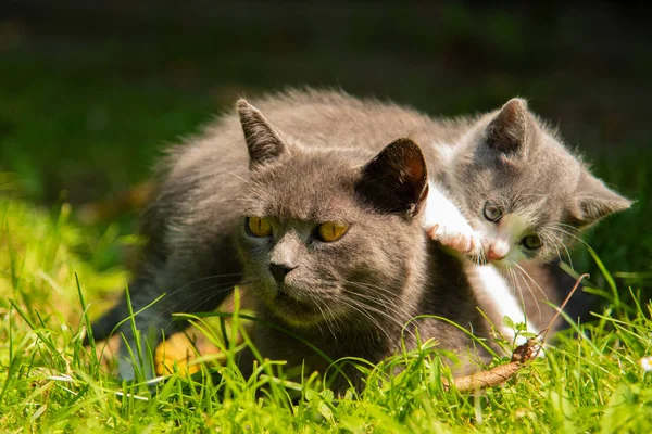 Gatto con il gattino bambino su erba — Foto Stock