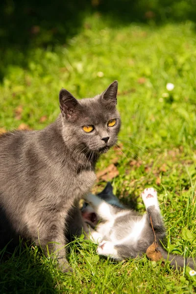Gato con el gatito bebé en la hierba — Foto de Stock