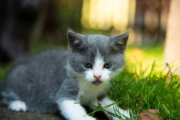 Ritratto di un gattino all'aperto su erba — Foto Stock