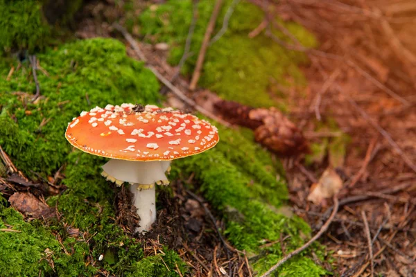 Amanita Muscaria, ядовитые грибы в лесу — стоковое фото