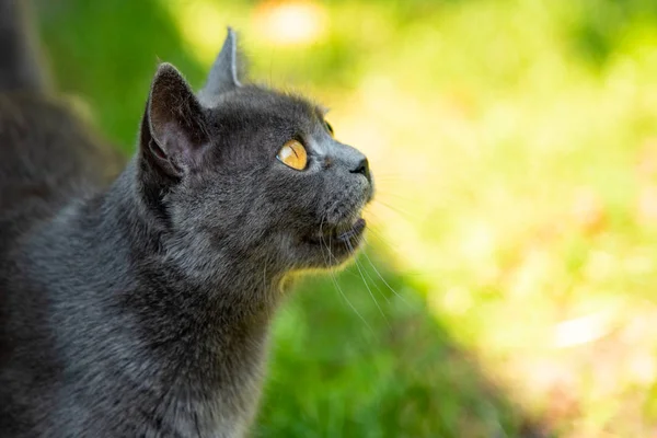 Retrato de gato cinza bonito com olhos amarelos — Fotografia de Stock