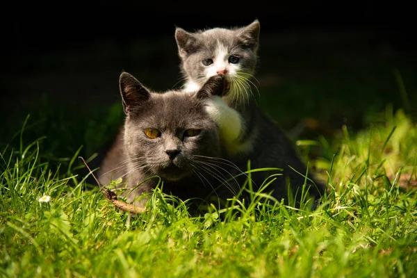 Кіт з кошеням на траві — стокове фото