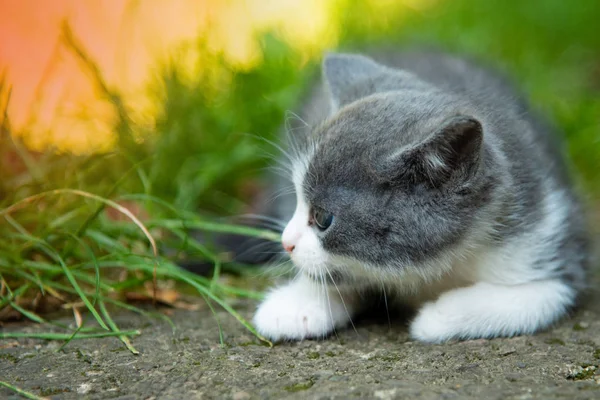 Pequeno gatinho jogando ao ar livre na grama verde — Fotografia de Stock