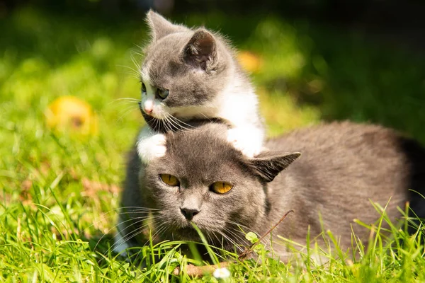 Γάτα με το γατάκι μωρό στο γρασίδι — Φωτογραφία Αρχείου