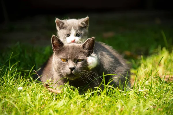 Gato com o bebê gatinho na grama — Fotografia de Stock