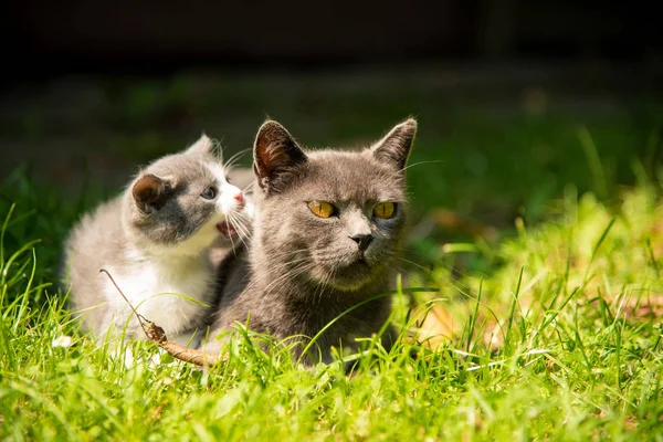 Gato com o bebê gatinho na grama — Fotografia de Stock