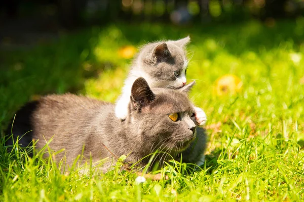 Katt med kattungen på gräs — Stockfoto