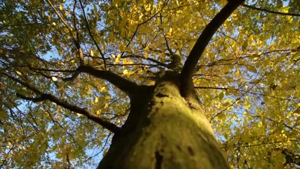 Otoño en el bosque — Vídeo de stock