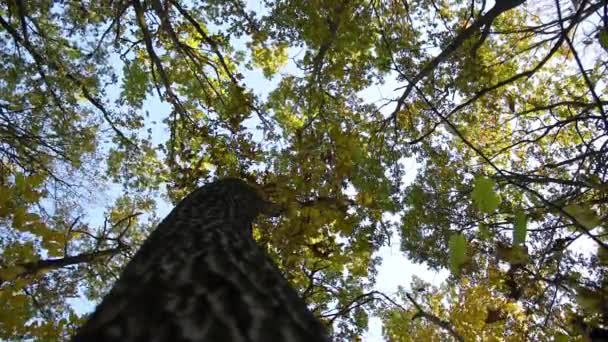 Musim gugur di hutan. — Stok Video