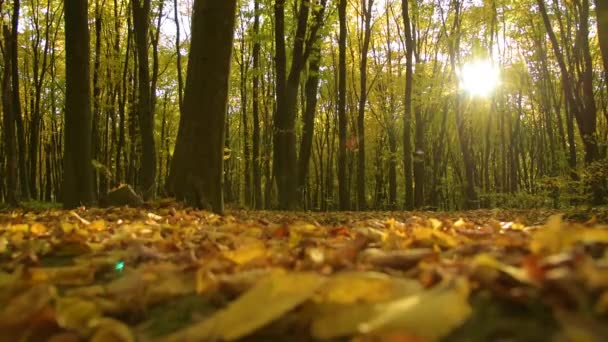 Otoño en el bosque — Vídeo de stock