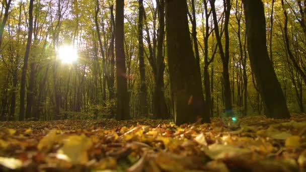 Outono na floresta — Vídeo de Stock