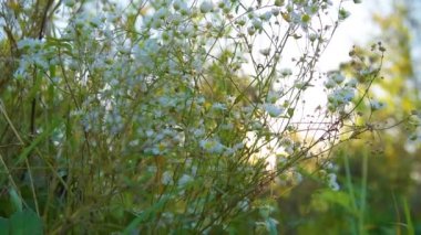 Papatya çiçekler Doğa