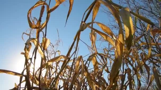 Gedroogde maïs bladeren bij zonsondergang — Stockvideo
