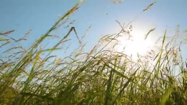 Gras op de wind bij zonsondergang — Stockvideo
