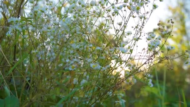 Ромашковые цветы — стоковое видео