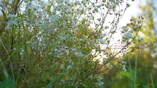 Kamomill blommor natur — Stockvideo