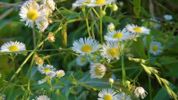 Kamille bloemen natuur — Stockvideo