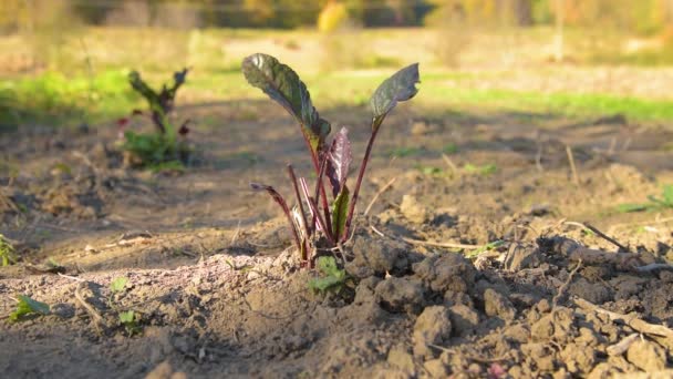 Agricoltore che esamina il suolo — Video Stock